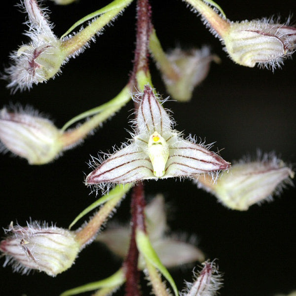 Bulbophyllum lindleyanum (Rare)