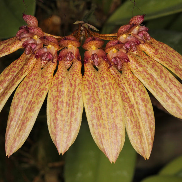 Bulbophyllum longiflorum NQ uncommon