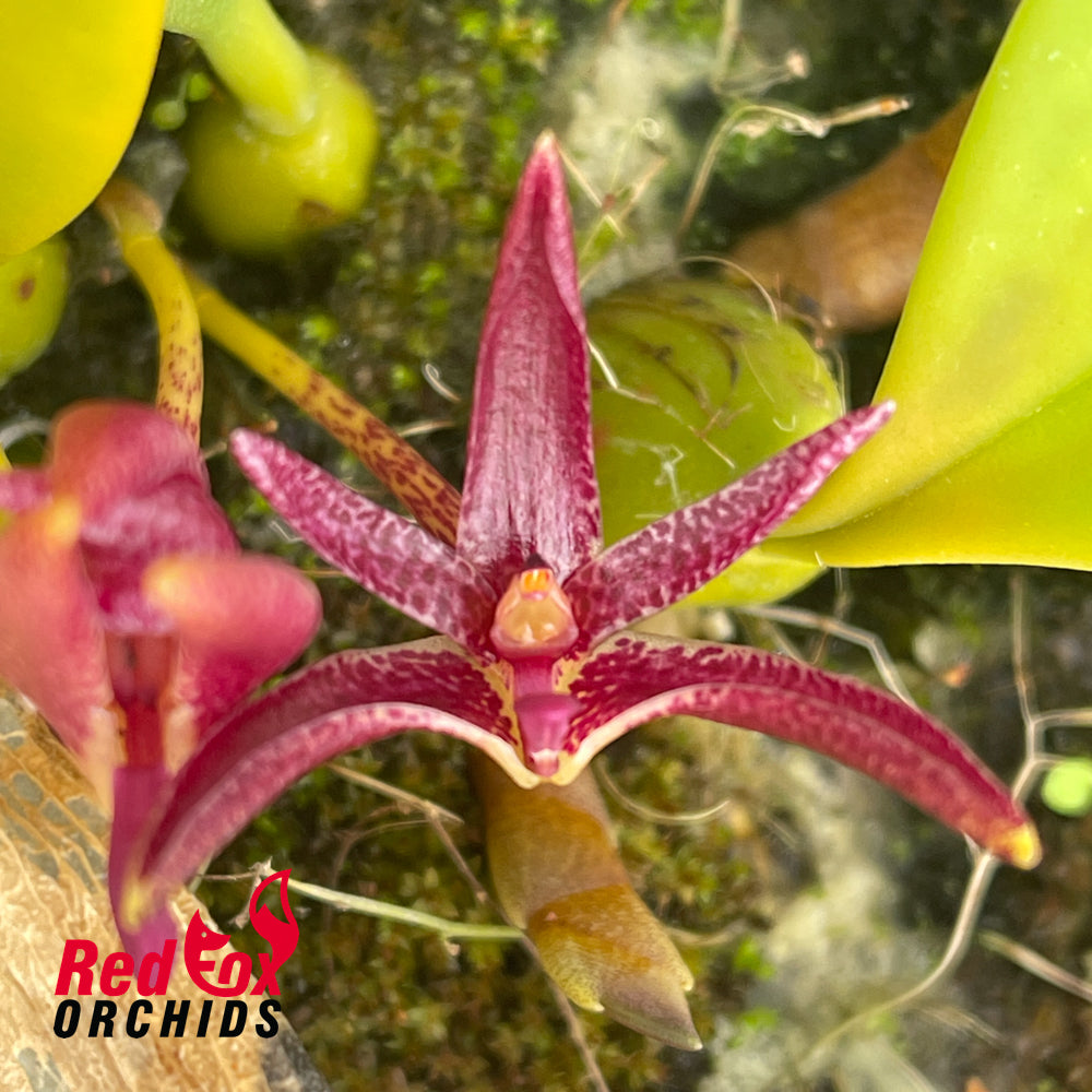 Bulbophyllum patens