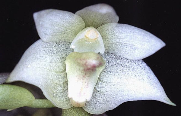 Bulbophyllum santosii
