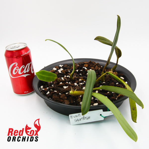 Bulbophyllum santosii