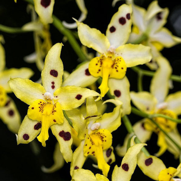 Odontoglossum Serendipity 'Yellow Mellow'