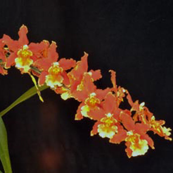 Wilsonara Tan Treasures 'Autumn Nights'