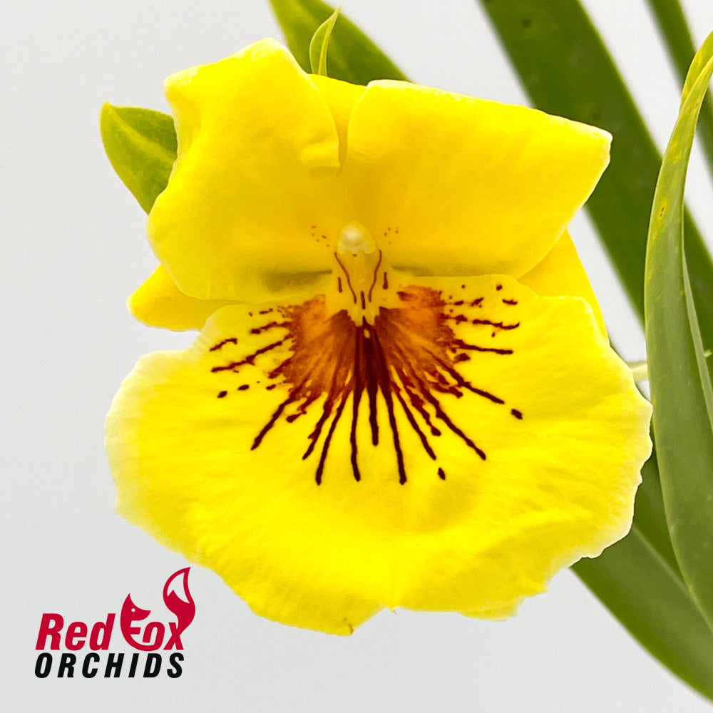 Miltoniopsis Freebryd 'Taxi'