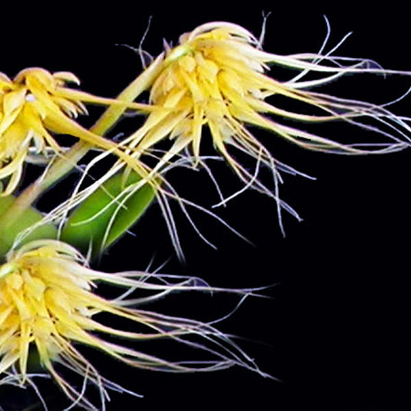 Bulbophyllum vaginatum
