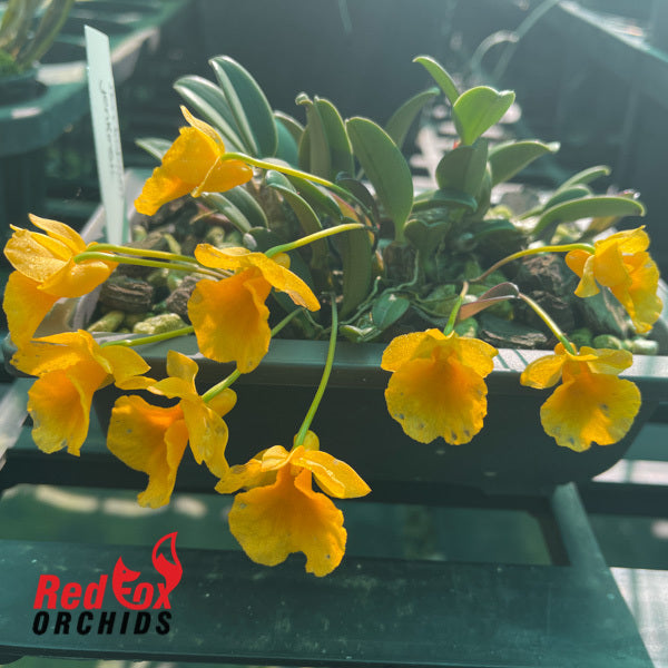 Dendrobium jenkinsii