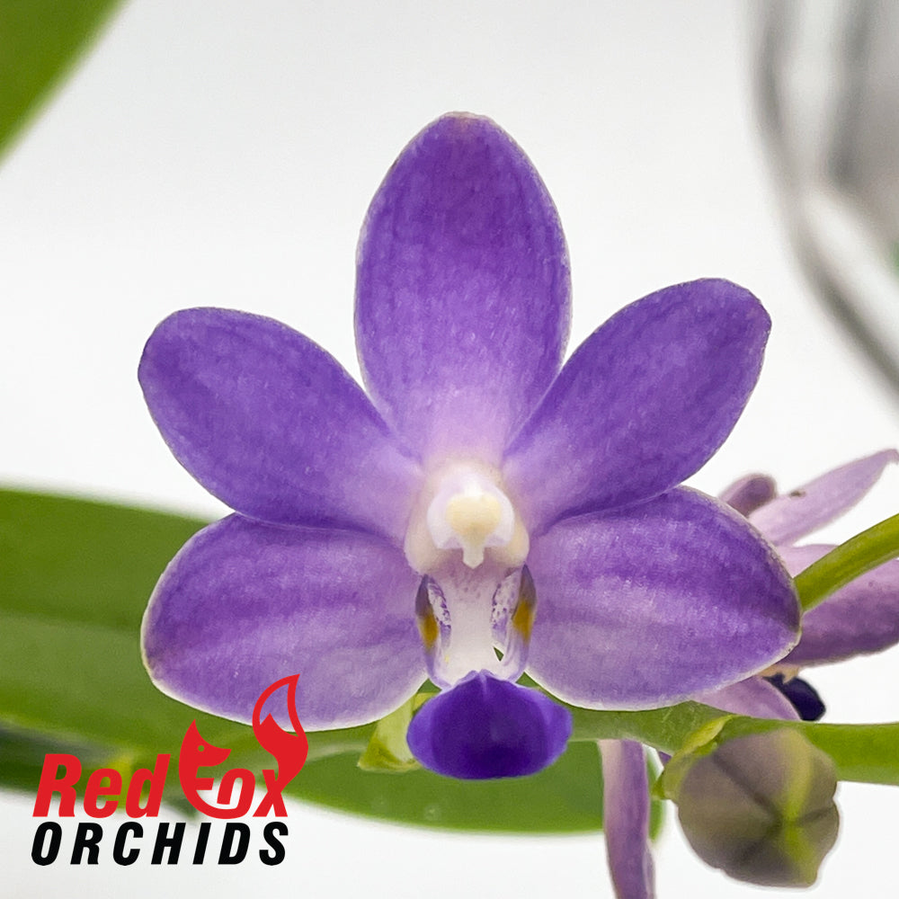 Doritaenopsis Purple Martin 'Tzu Chiang'