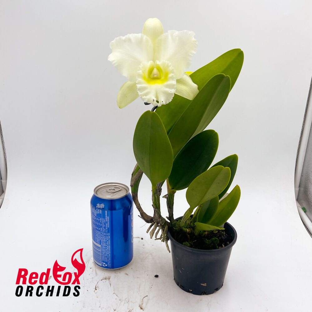 Cattleya Orchid - Rhyncholaeliocattleya Bernadine Kennedy 'White Jewel'