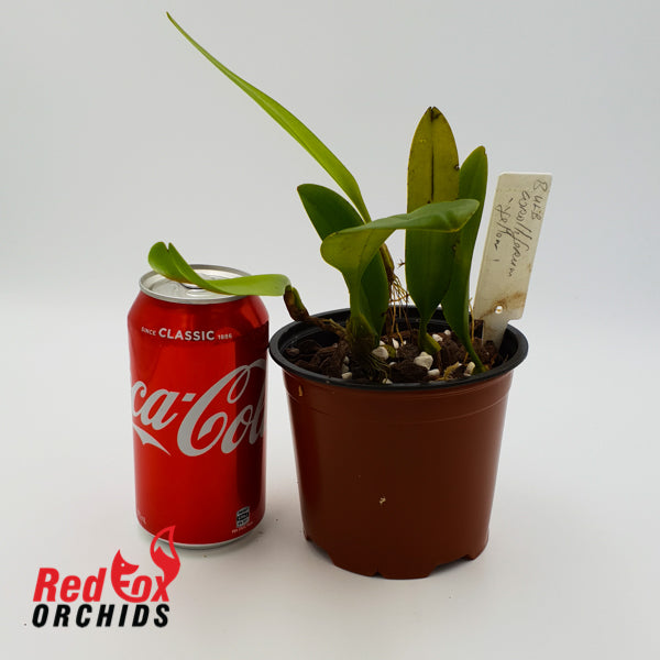 Bulbophyllum coralliferum 'Yellow'