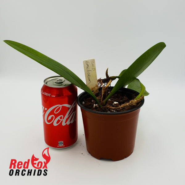 Bulbophyllum emiliorum