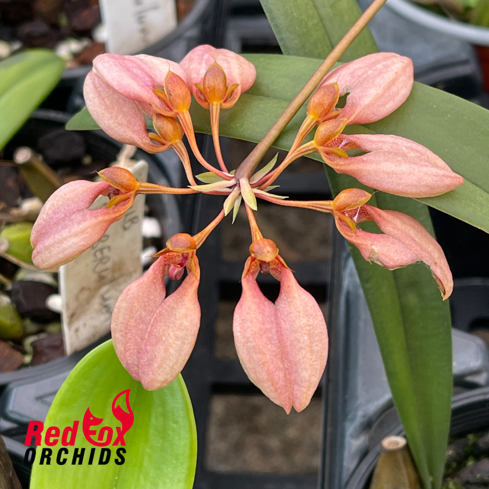 Bulbophyllum weberi