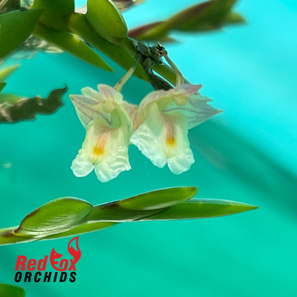 Dendrobium mannii 'Red'