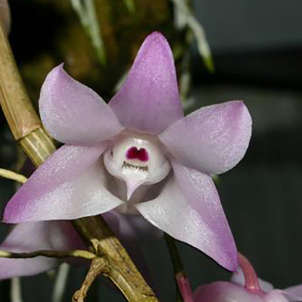 Dendrobium aduncum