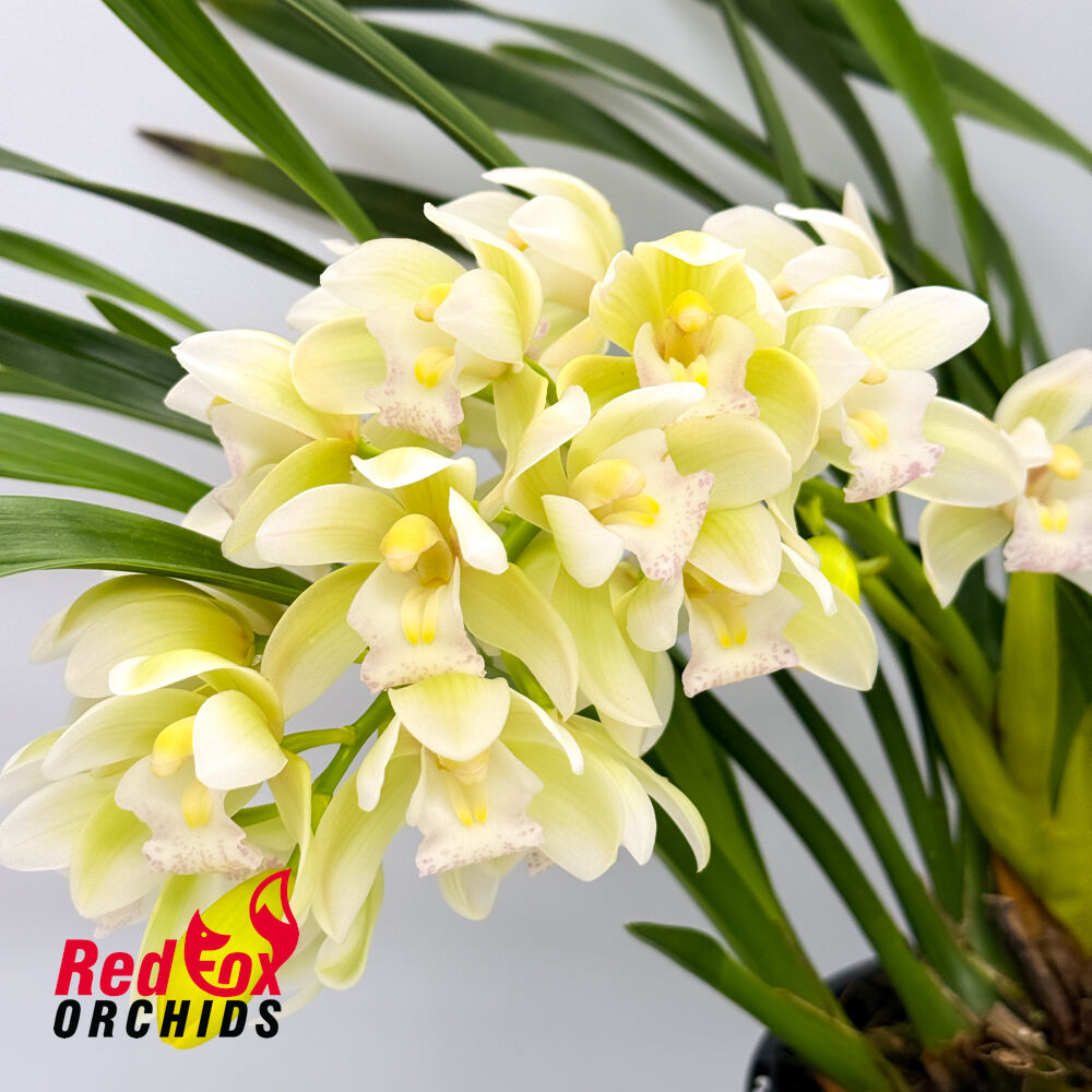 Cymbidium Sarah Jean 'Ice Cascade'