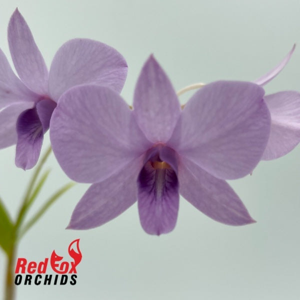 Dendrobium bigibbum var bigibbum `Blue’ x Self