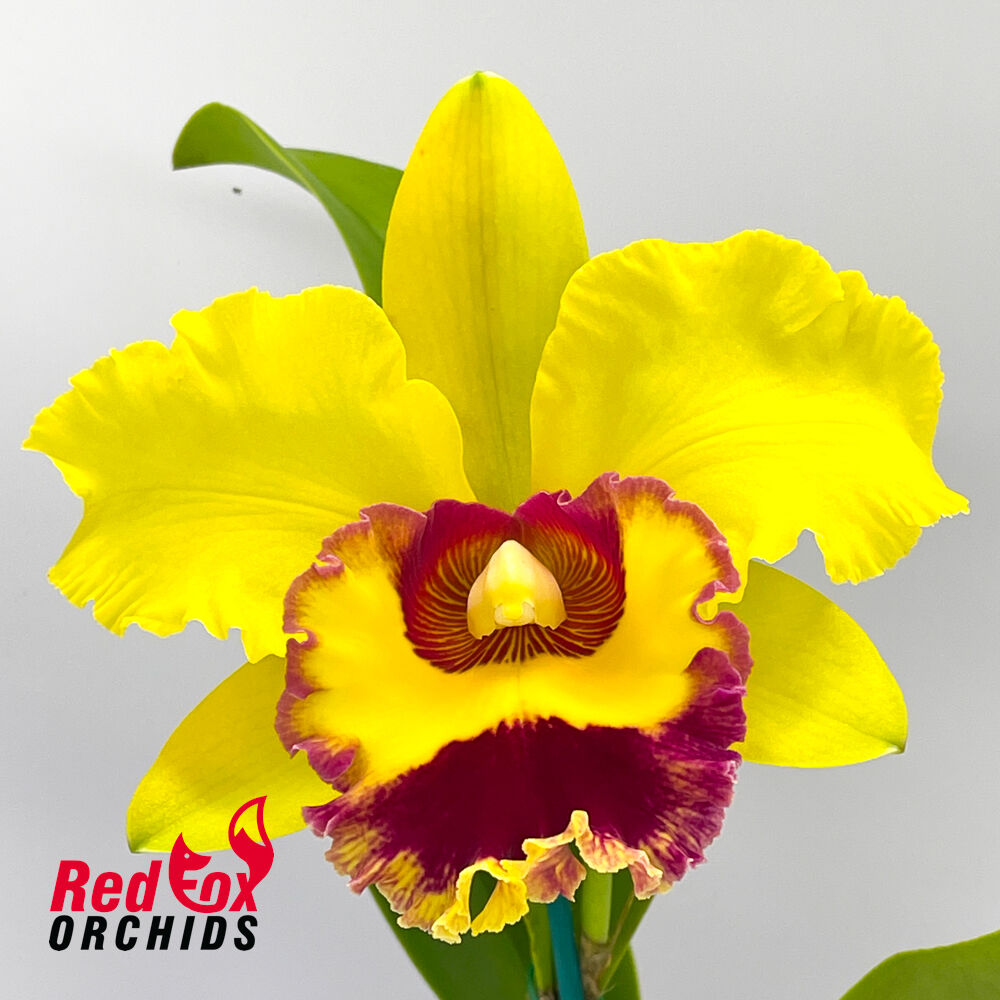Rhyncholaeliocattleya Chunyeah 'Tzeng-Wen'