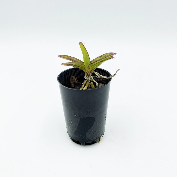 Vanda miniatum