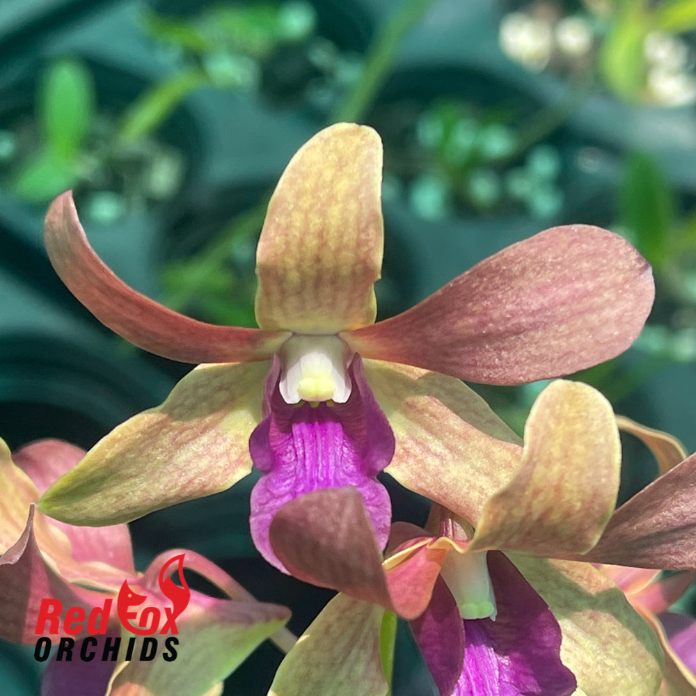 Dendrobium (CKAii x lasianthera)