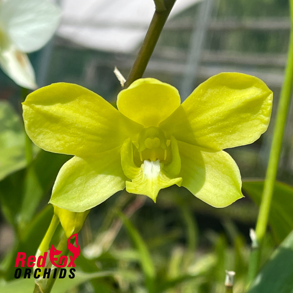 Dendrobium Thongchai Gold 'Pure Gold #2'