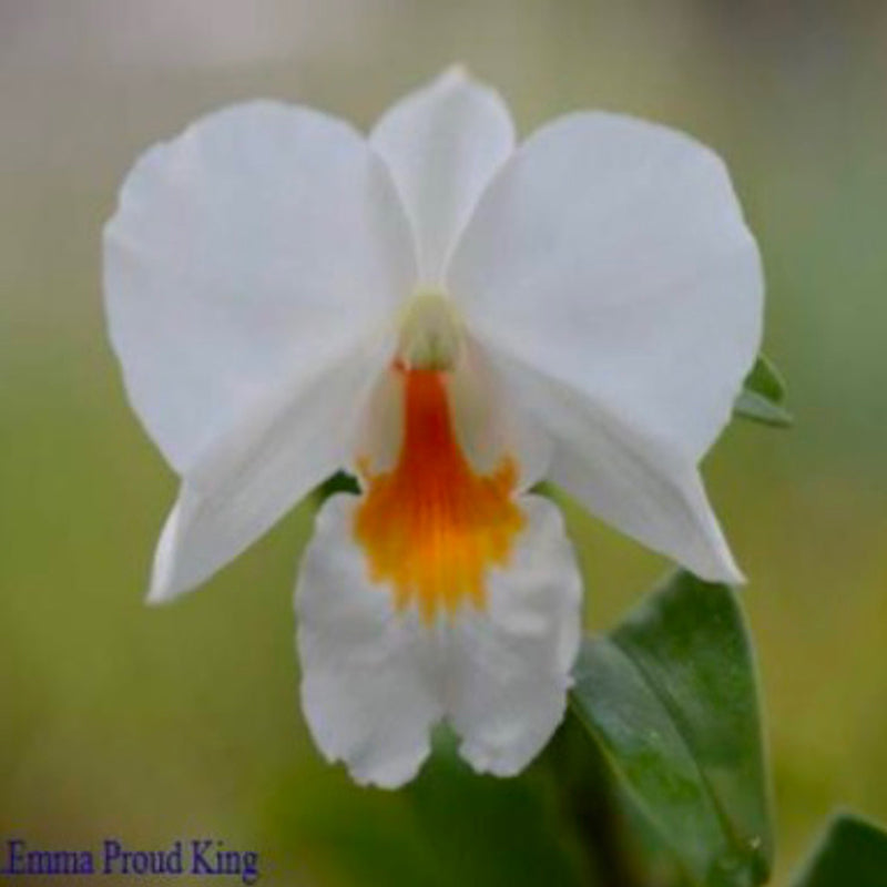 Dendrobium Emma Proud King
