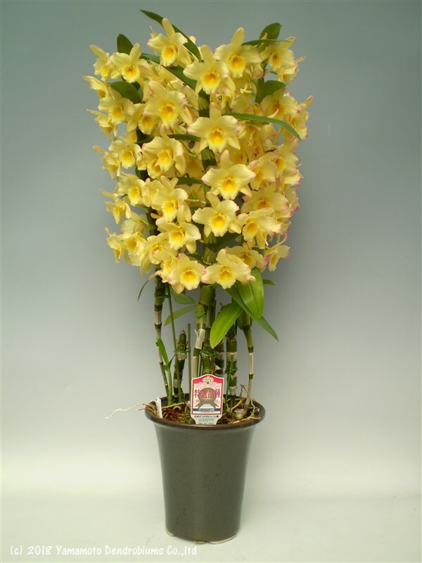 Dendrobium Fairy Moon 'Sweetie'