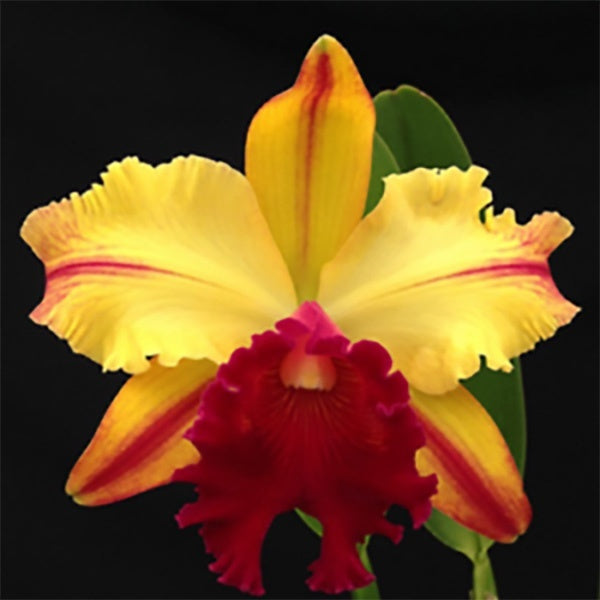 Rhyncholaeliocattleya Toshie Aoki 'Robin'