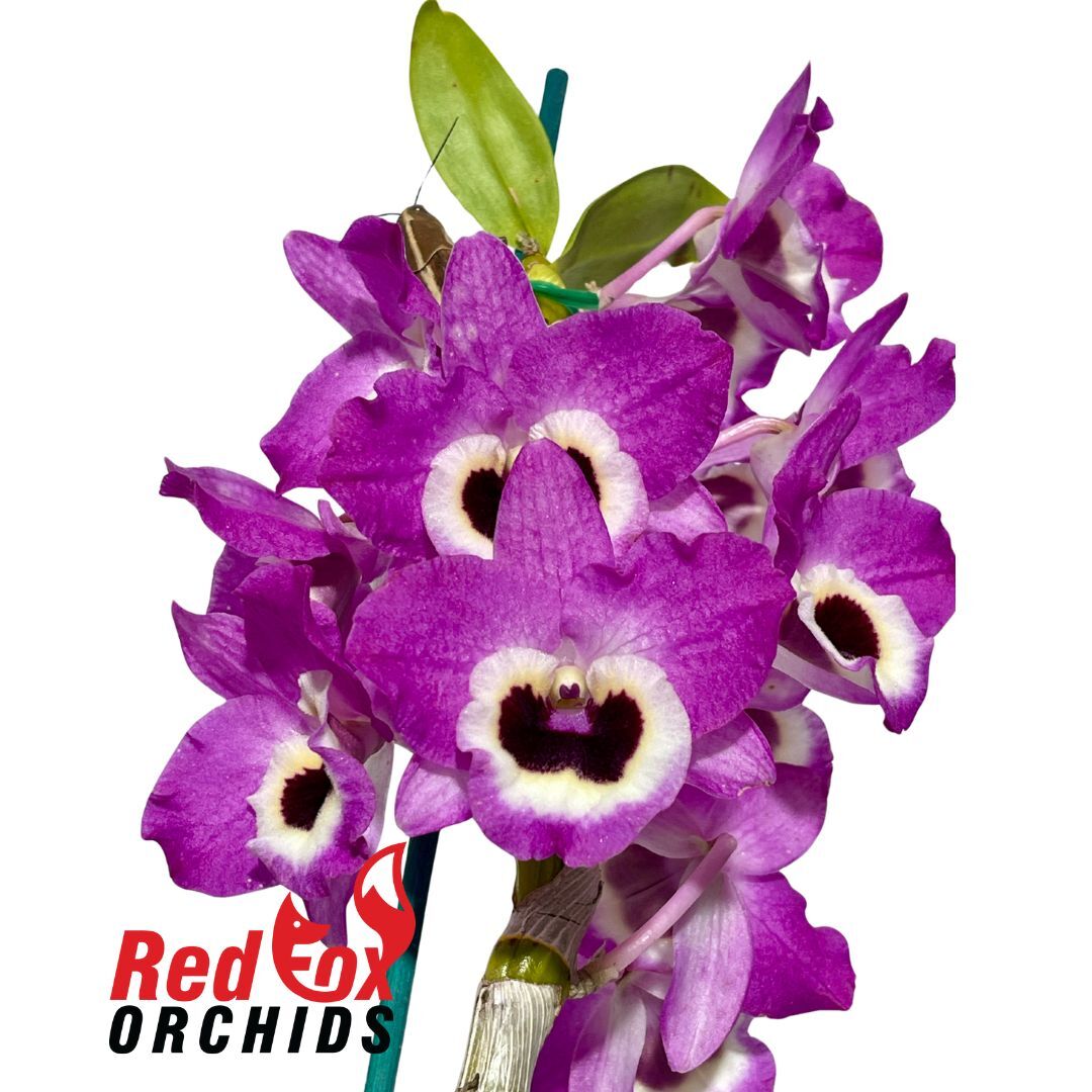 Dendrobium Victory Smile 'Bolero'