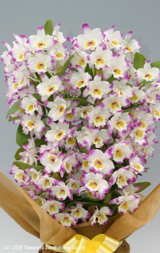 Dendrobium Millionaire 'Fine Dream'