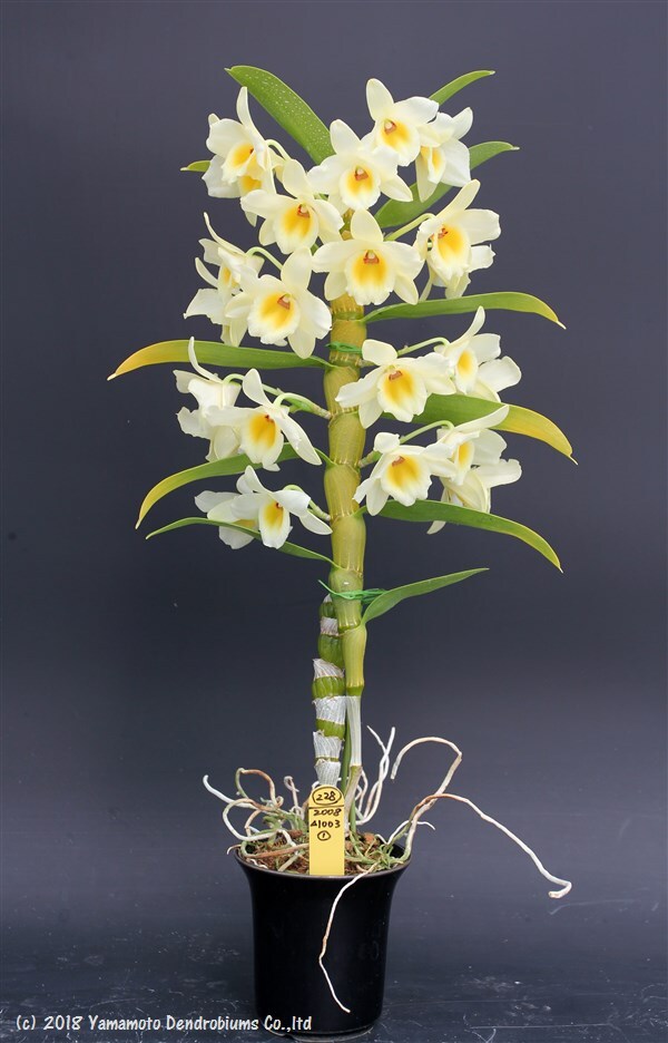 Dendrobium Good Luck 'Serena'