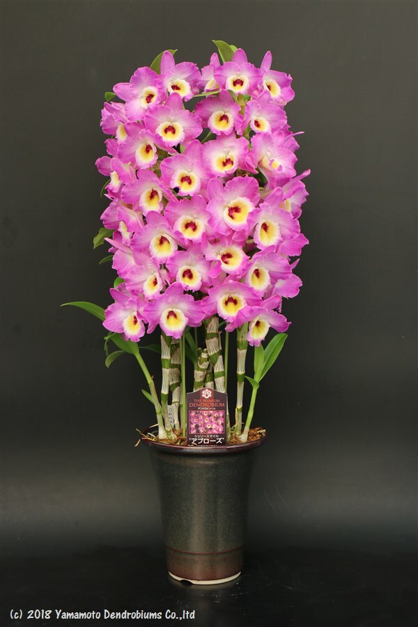 Dendrobium Sherry Smile 'Applause'