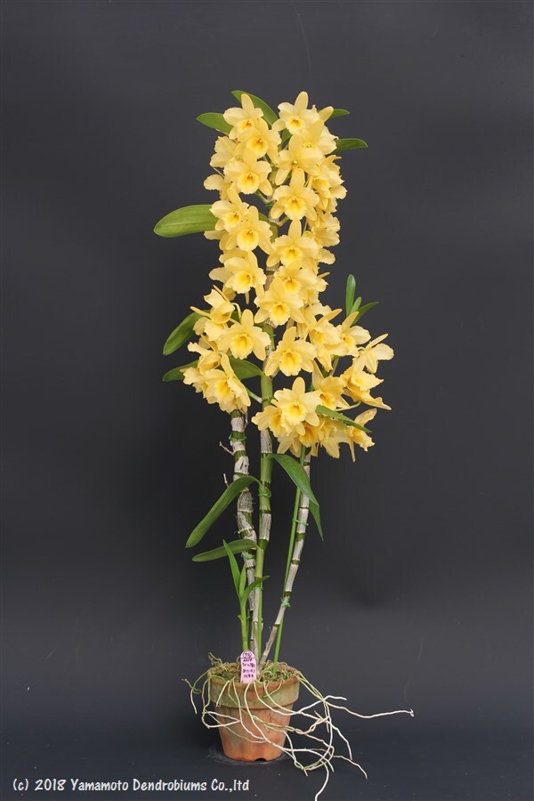 Dendrobium Yellow Belle