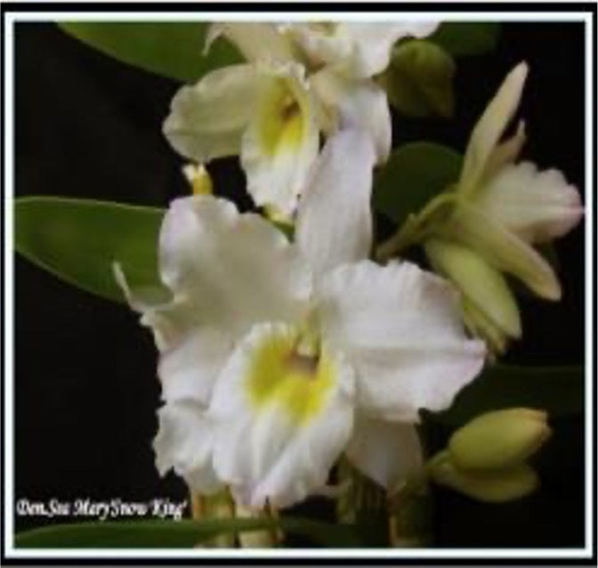 Dendrobium Sea Mary Snow King