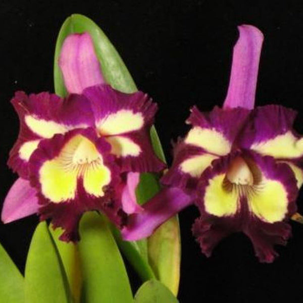 Brassolaeliocattleya Hsinying Mariaoki 'Flamingo'