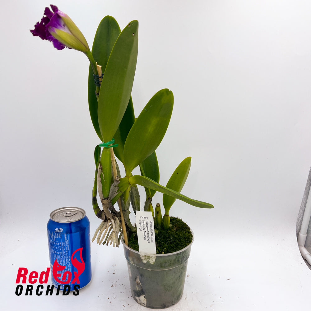 Brassolaeliocattleya Hsinying Mariaoki 'Flamingo'