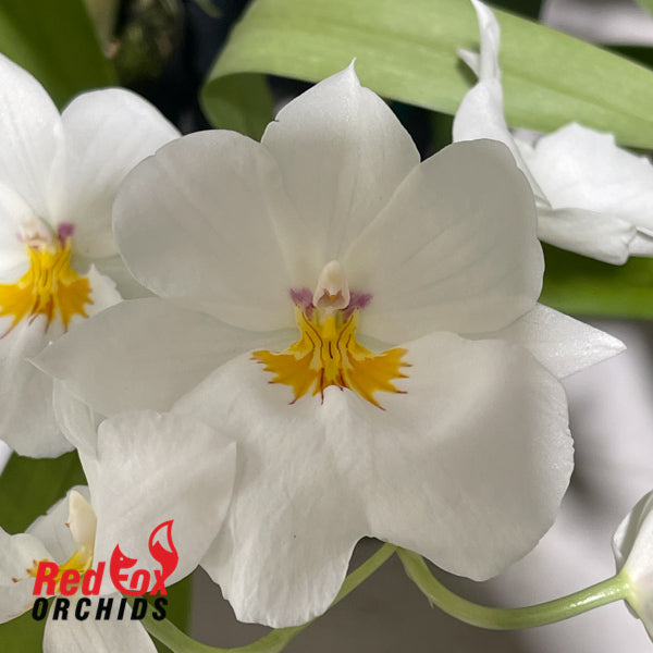 Miltoniopsis Golden Snows 'White Lightning'