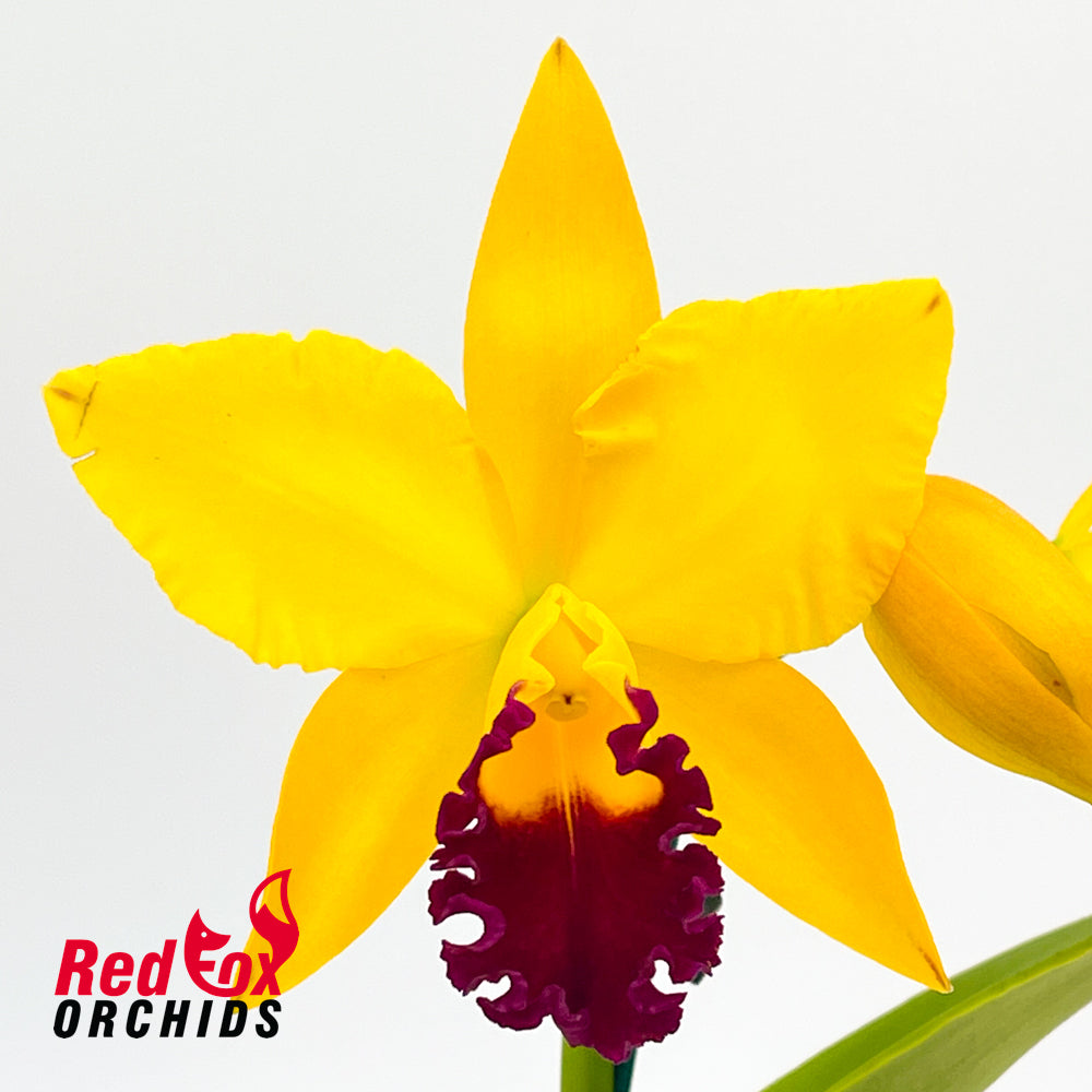 Potinara Hsinying Fancy Gold 'October Firework'