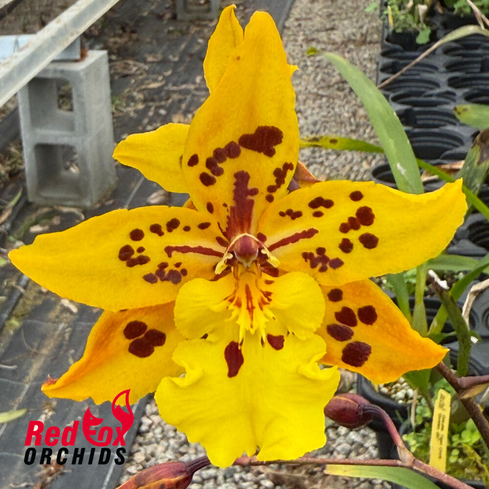 Odontocidium Tiger Crow 'Golden Girl'