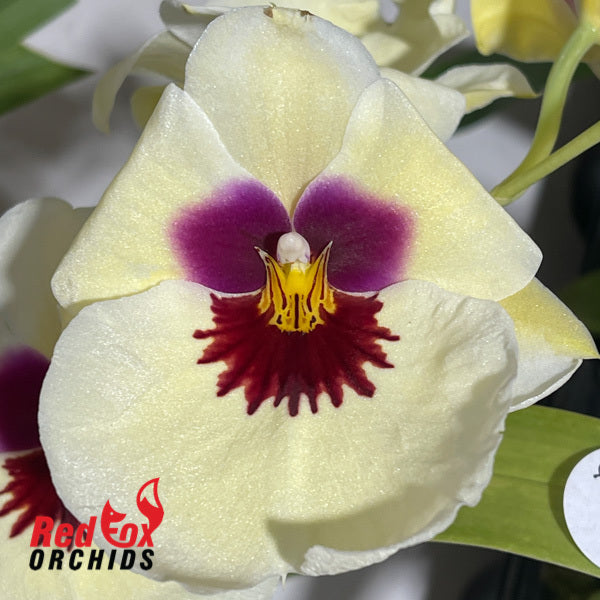 Miltoniopsis Amber's Charm 'Cream Puff'