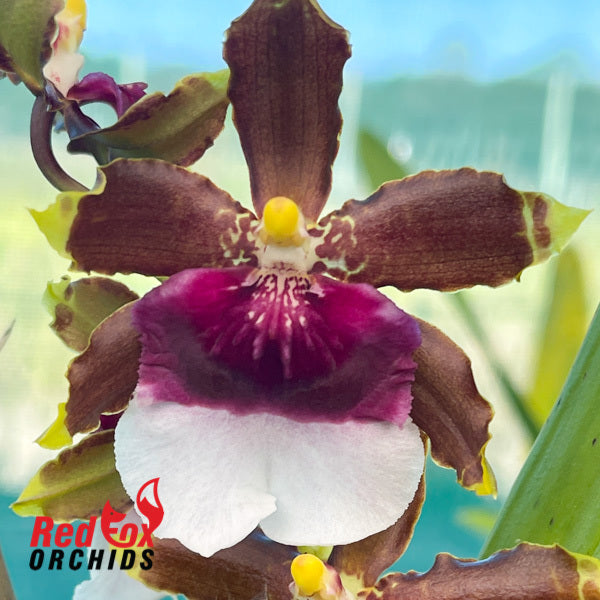 Odontocidium Witch's Jewels 'Ivory Lips'