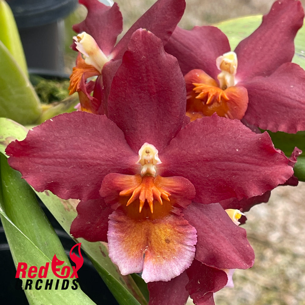 Wilsonara Warm Memories 'Wild Fire'