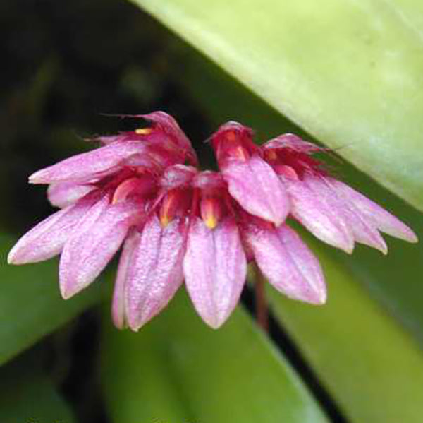 Bulbophyllum curtisii