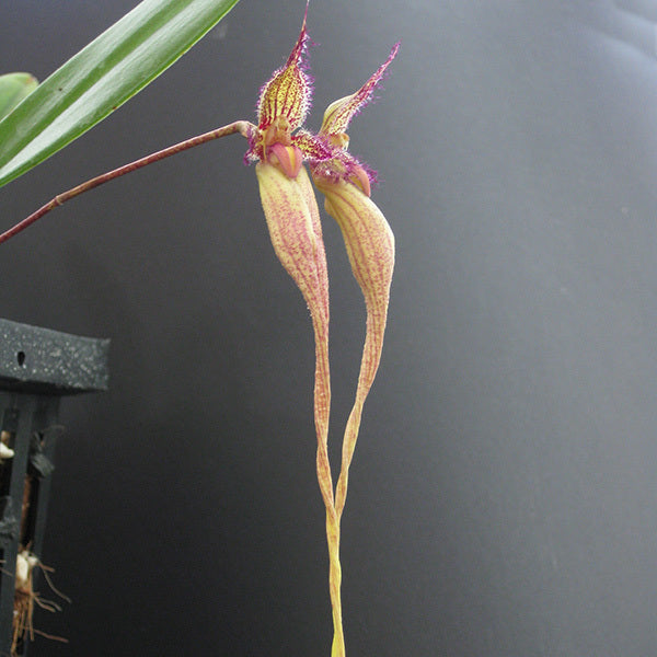 Bulbophyllum Fascination