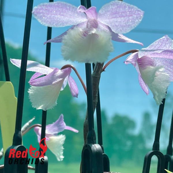 Dendrobium Bohemian Rhapsody