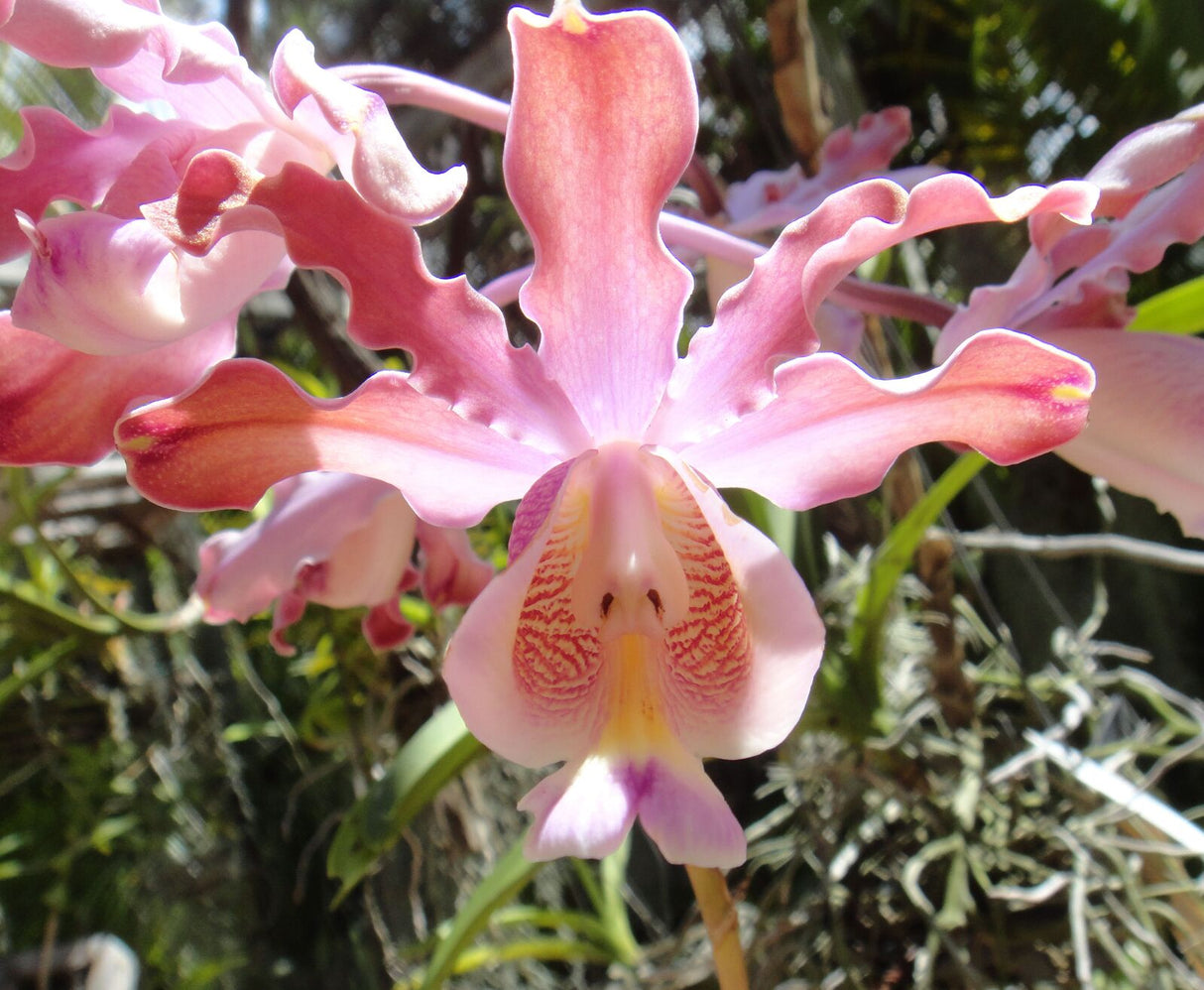 Schombergia tibicinis