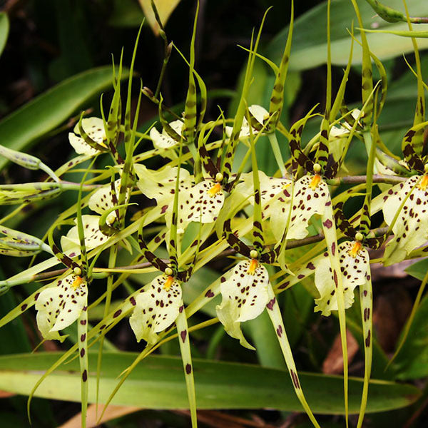 Brassia maculata