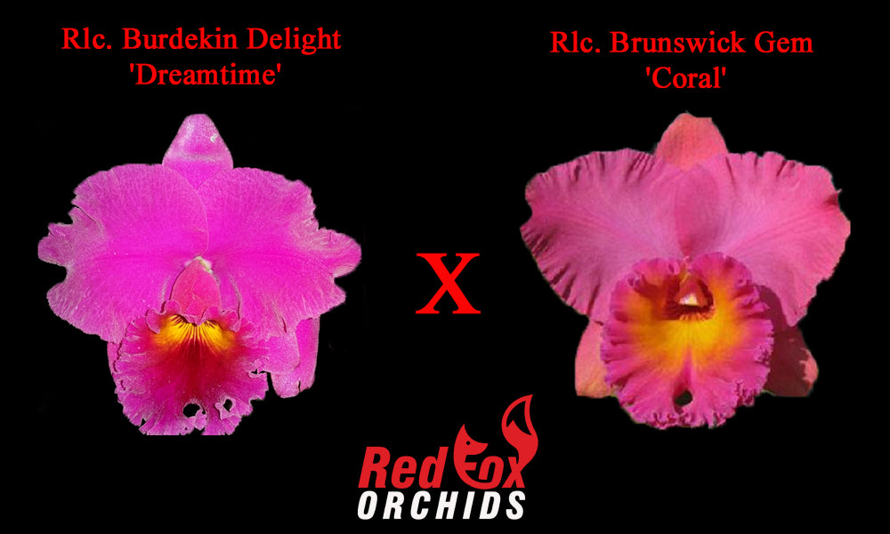 Rhyncholaeliocattleya Burdekin Delight 'Dreamtime' x Brunswick Gem 'Coral'