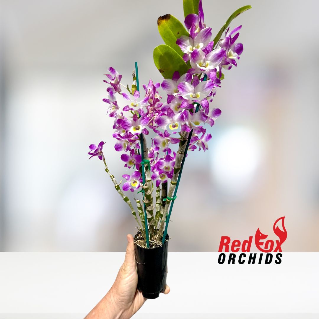 Dendrobium Eustoma