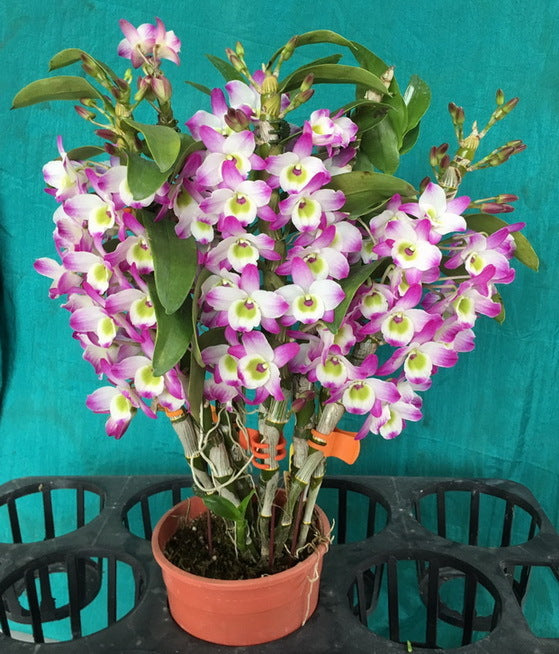 Dendrobium Eustoma