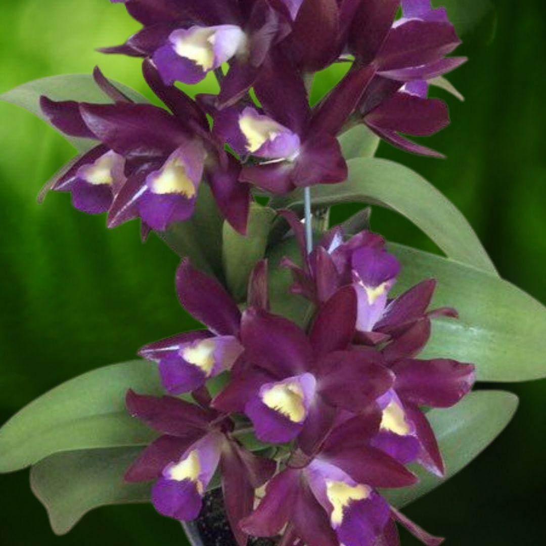 Cattlianthe Chocobactia