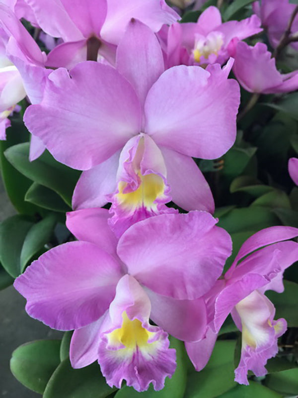 Cattlianthe Doris and Byron 'Christmas Rose'